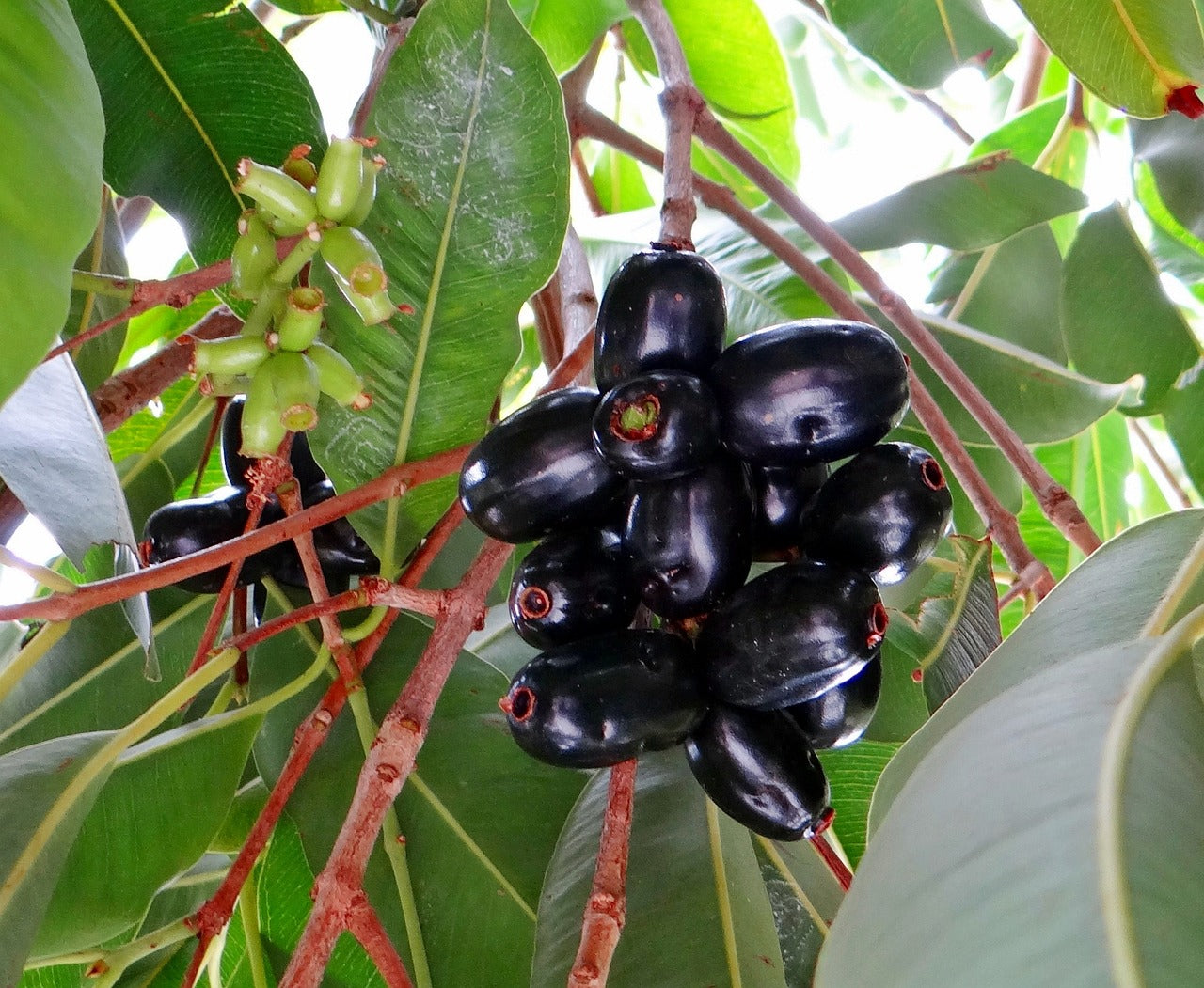 blackberry, jamun, syzygium cumini-173374.jpg